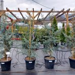 Céder atlantský (Cedrus atlantica) ´GLAUCA´ - výška 160-180 cm, kont. C20L